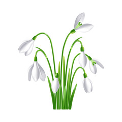 First spring flowers, snowdrop on white background