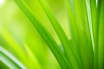 Closeup view of natural green leaf color under sunlight. Use in the background, or wallpaper.  Nature concept.