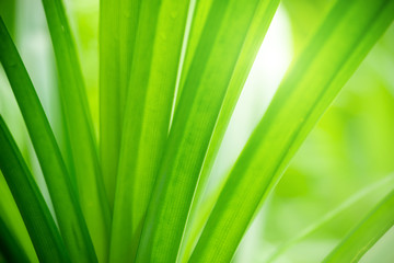 Closeup view of natural green leaf color under sunlight. Use in the background, or wallpaper.  Nature concept.