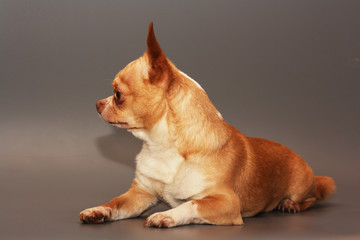 little Chihuahua puppy on grey background