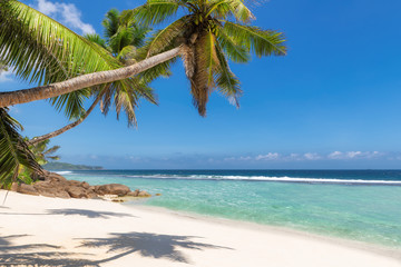 Fototapeta na wymiar Caribbean sunny beach with palm on white sand and the turquoise sea on Jamaica Caribbean island.