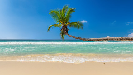 Exotic sandy beach with coco palm and the turquoise sea on Paradise island.