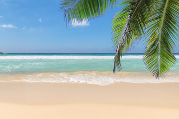 Obraz na płótnie Canvas Palm trees at sunset on tropical island. Summer vacation and tropical beach concept. 