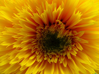 Blossom Yellow Dahlia Flower Close Up