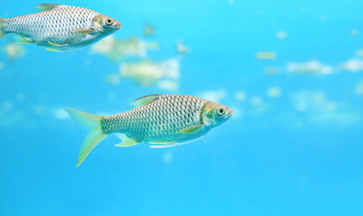 Naklejka premium Java barb fish (Barbonymus gonionotus) swimming in aquarium. 