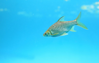 Java barb fish (Barbonymus gonionotus) swimming in aquarium. 