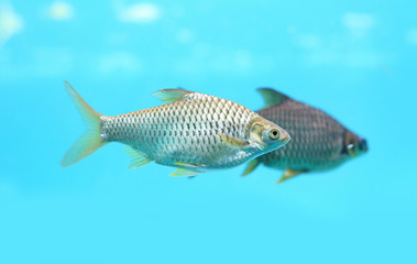 Silver barb swimming in water - fish in aquarium. 