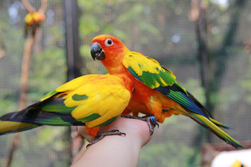 Colorful sun conure parrots eating food on people hand. 