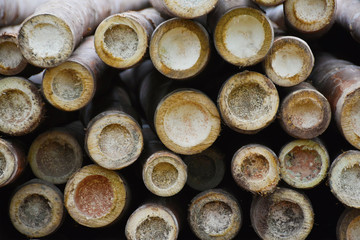 Bamboo, Costa Rica Bamboo, 