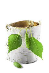 Twisted piece of birch bark with green branches.