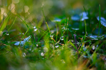 A drop of water on the grass close up. Natural blurred green background. For texture, background....