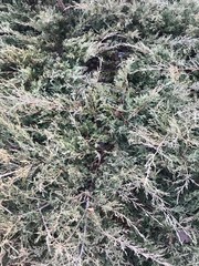 moss on tree
