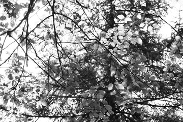 branches in black and white 