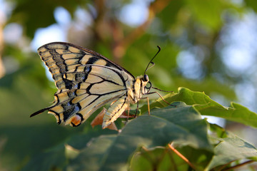 butterfly