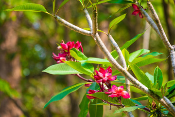 Garden in Champasak town, Laos