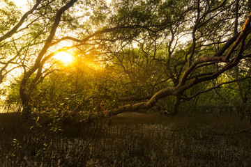 Fototapeta na wymiar The sun shines through the mangrove forest during sunset, tree at the river estuary.