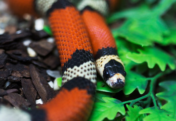 Central American Milk snake. Milk snake is a species of non-poisonous snakes, whose habitat is distributed from the North-East of Canada to the North of South America. Various subspecies of milk snake