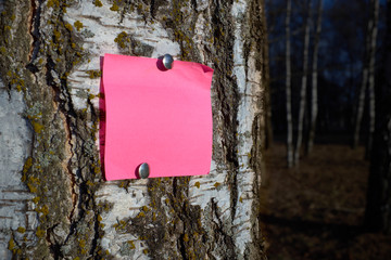 Blank pink piece of note paper fastened by pins to the bark tree