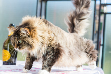 Adorable long haired cat of siberian breed in relax. Hypoallergenic pet of livestock