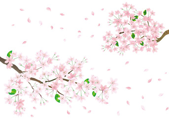 Obraz na płótnie Canvas Pink sakura flower and flying petals. Cherry blossom isolated on white background.