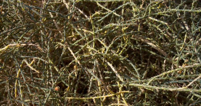 Spiky desert bush with sharp, intertwined thorns