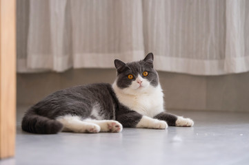 Cute British short-haired cat, indoor shooting