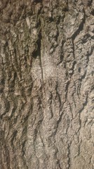 bark of a tree