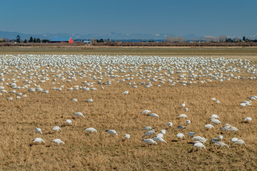 Fototapeta na wymiar Wintering Lesser Snow Geese, Chen caerulescens, feeding and resting in farm field, Brunswick Point, BC, Canada.