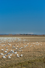 Wintering Lesser Snow Geese, Chen caerulescens, feeding and resting in farm field, Brunswick Point, BC, Canada.