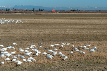Fototapeta na wymiar Wintering Lesser Snow Geese, Chen caerulescens, feeding and resting in farm field, Brunswick Point, BC, Canada.