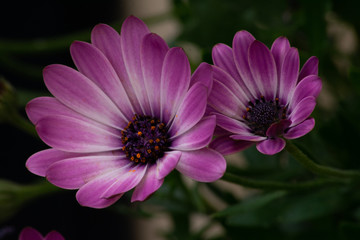 Obraz premium Flores de Primavera