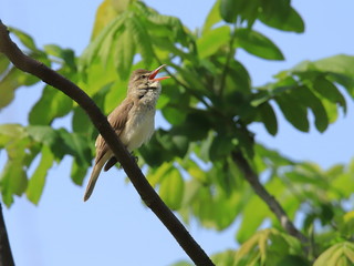 オオヨシキリ　Great reed warbler