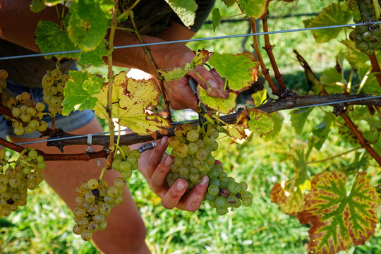 Vineyard Worker Picking Grapes, Marlborough, New Zealand