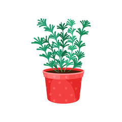 Fototapeta premium Home plant in flowerpot on white background.