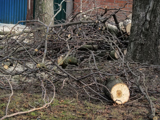 Pile of cut branches and chestnut trunks on the ground, after process of the pollarding trees....