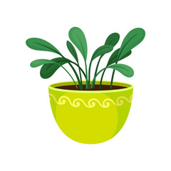 House plant in flowerpot on white background.