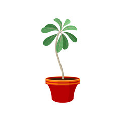 House plant in flowerpot on white background.