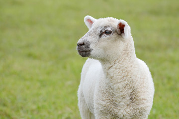 white lamb standing on pasture