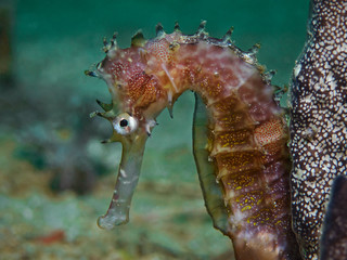 Underwater close-up photography of a thorny seahorse. © scubaluna