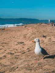 Albatross or Seagull walking on the sand on the beach of Los Angeles