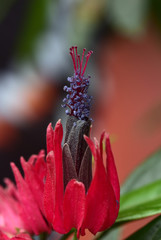 tropische blüte mit roten blütenblättern und blauem stempel