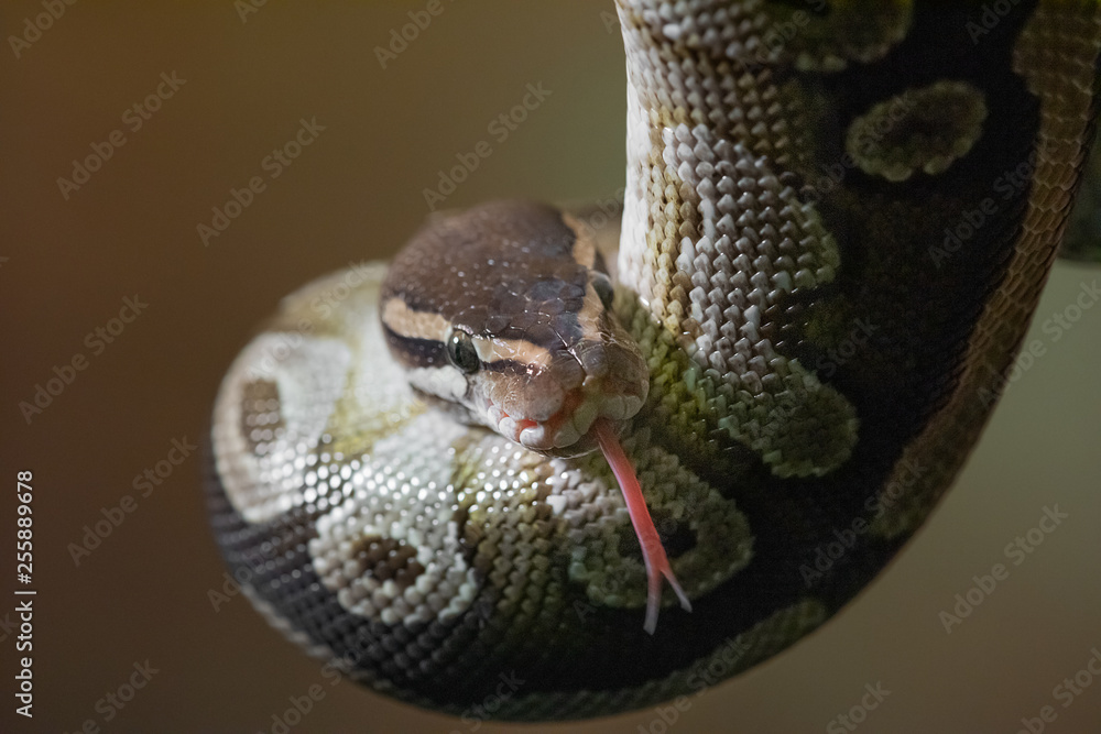 Poster A close up portrait of a young python with head down and forked tongue out