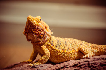 Bearded Dragon under gold light
