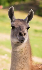 portrait of a lama