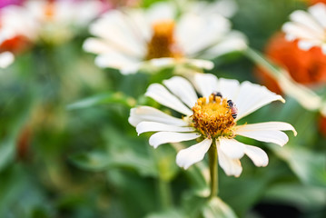 Obraz premium bee pollinating magenta red or yellow colored flower of zinnia.