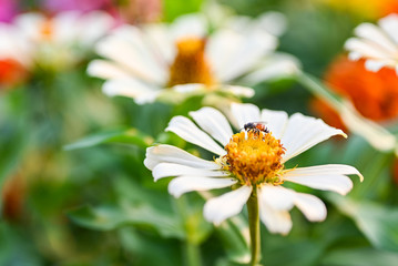 Obraz premium bee pollinating magenta red or yellow colored flower of zinnia.