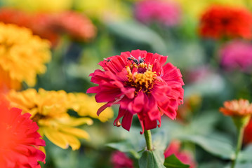 bee pollinating magenta red or yellow colored flower of zinnia.