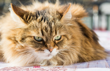 Adorable long haired cat of siberian breed in relax. Hypoallergenic pet of livestock