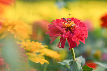 bee pollinating magenta red or yellow colored flower of zinnia.