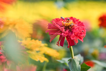bee pollinating magenta red or yellow colored flower of zinnia.